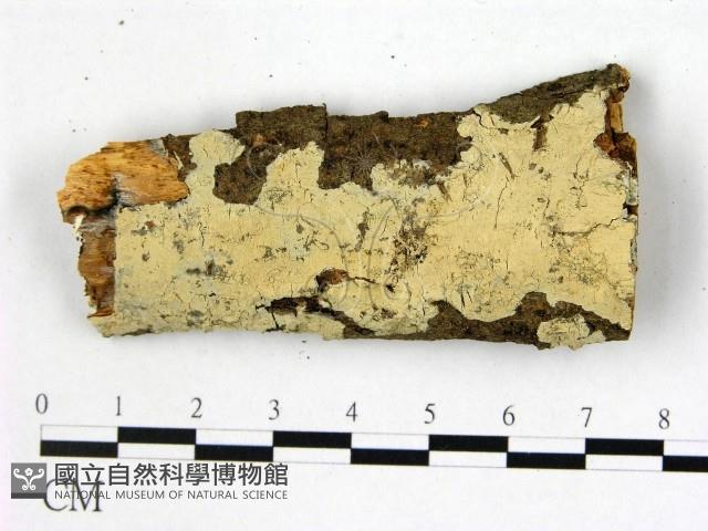 登錄號:F0022355藏品圖，第1張