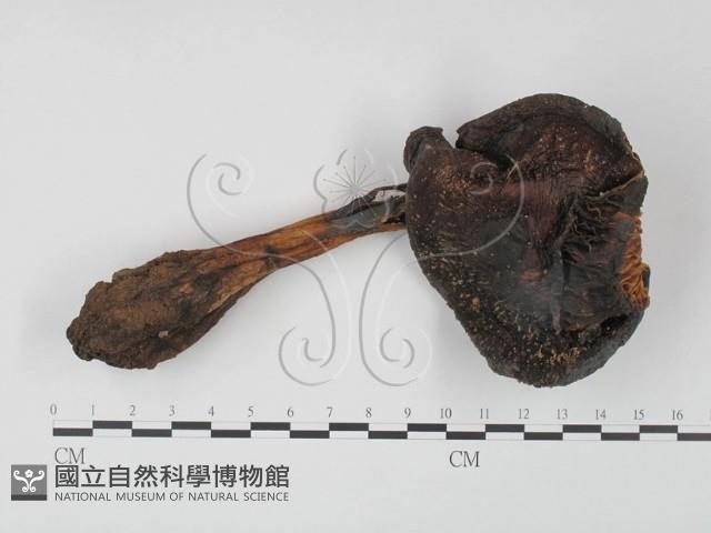 登錄號:F0002355藏品圖，第1張