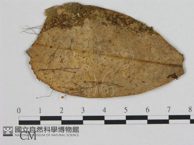 登錄號:F0012355藏品圖，第1張