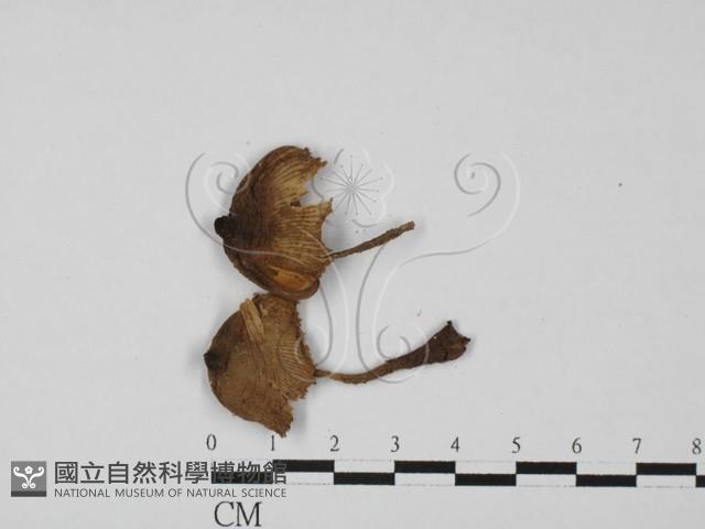 登錄號:F0027355藏品圖，第1張