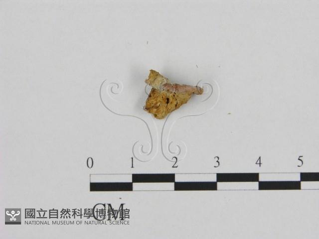 登錄號:F0017355藏品圖，第1張