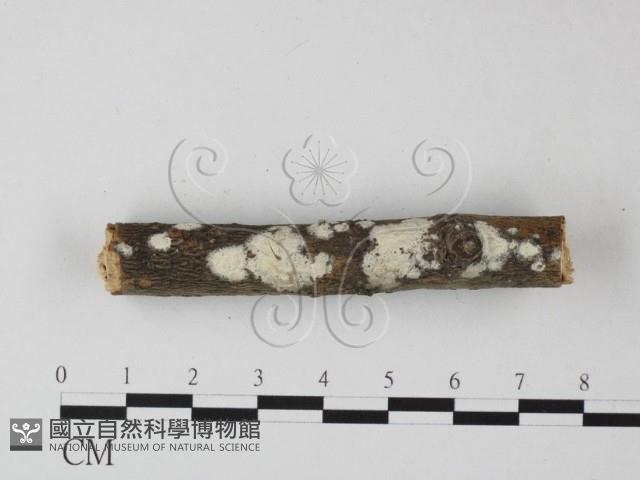 登錄號:F0025355藏品圖，第1張