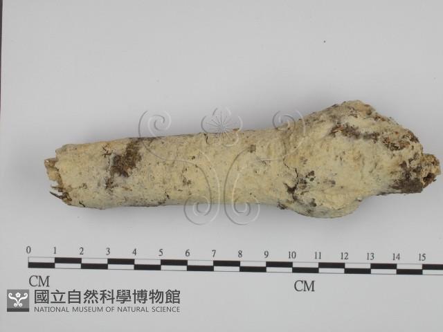 登錄號:F0005355藏品圖，第1張