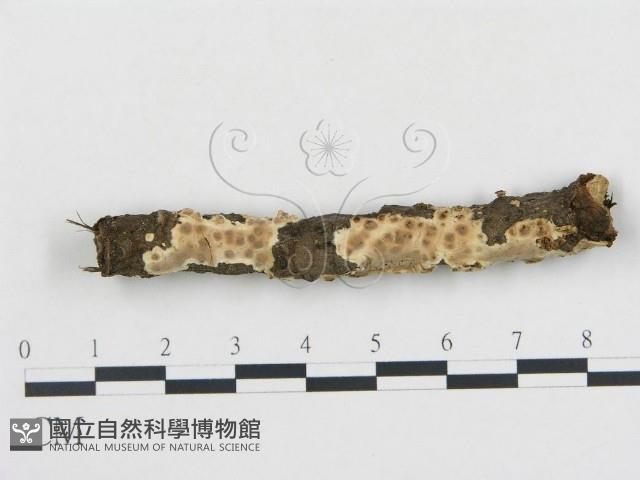 登錄號:F0015355藏品圖，第1張