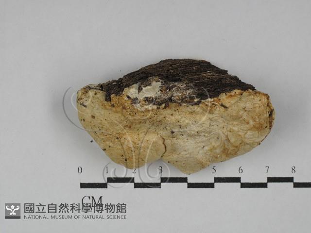 寡孔菌屬藏品圖，第1張
