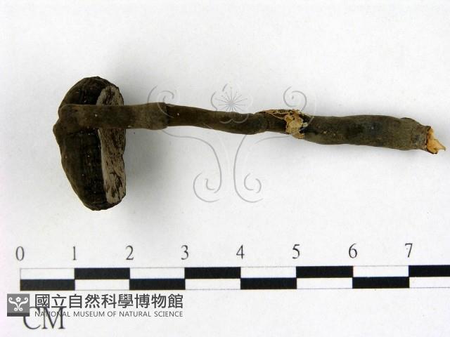 登錄號:F0009355藏品圖，第1張