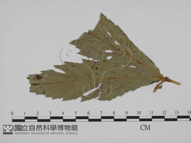 登錄號:F0019355藏品圖，第1張