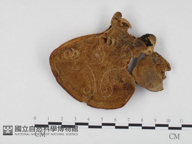 登錄號:F0008245藏品圖，第1張