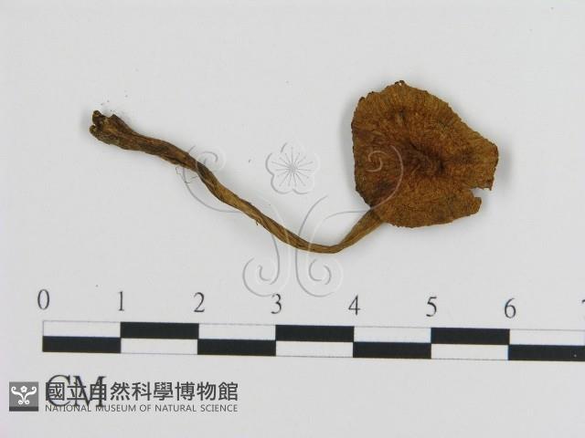 登錄號:F0020245藏品圖，第1張