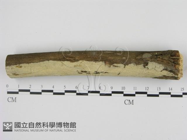 剛毛絲皮菌藏品圖，第1張