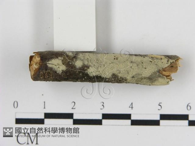 登錄號:F0010245藏品圖，第1張