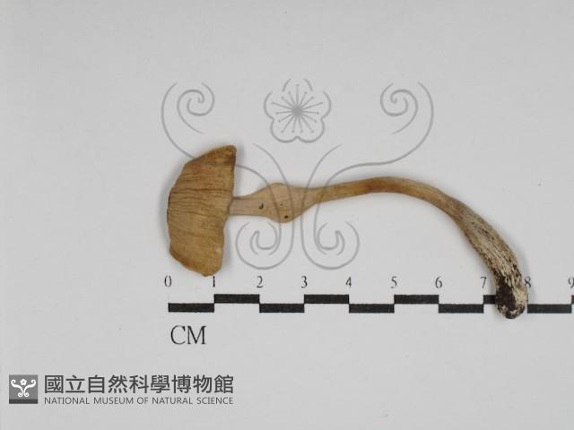 登錄號:F0030245藏品圖，第1張