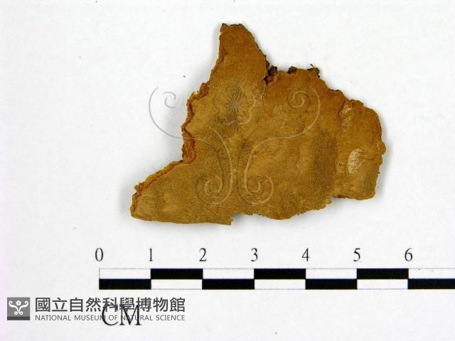 登錄號:F0006245藏品圖，第1張