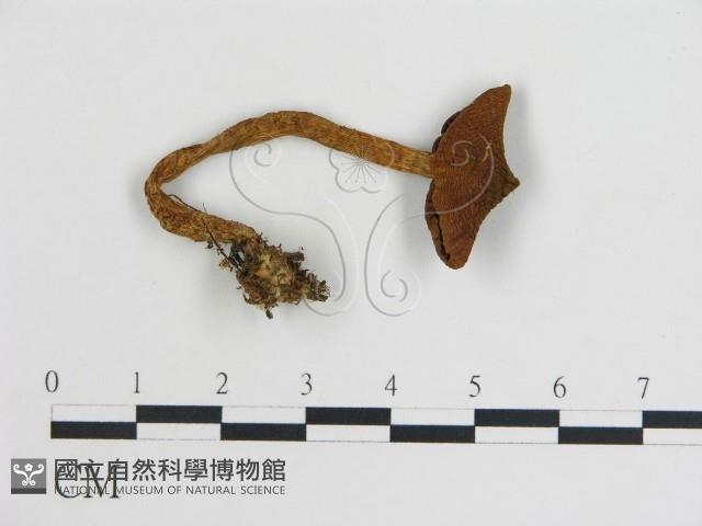 登錄號:F0016245藏品圖，第1張