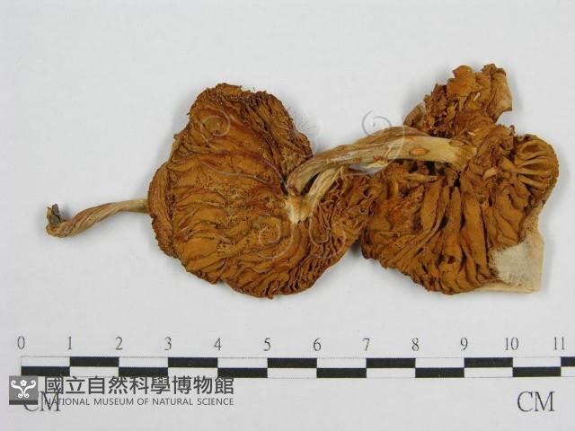 登錄號:F0001245藏品圖，第1張