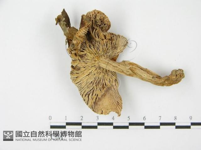 登錄號:F0011245藏品圖，第1張
