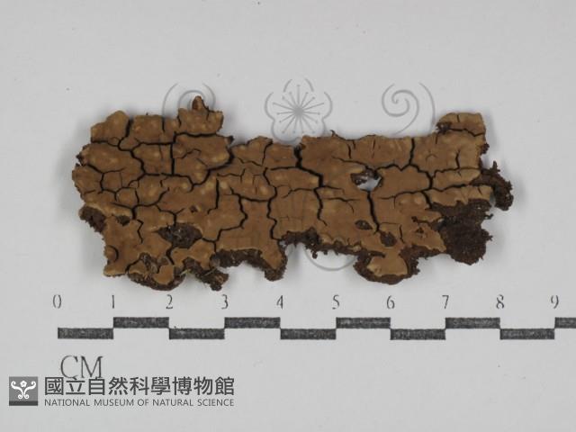 登錄號:F0031245藏品圖，第1張