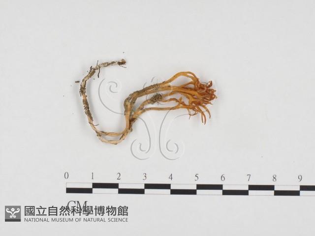 登錄號:F0024245藏品圖，第1張