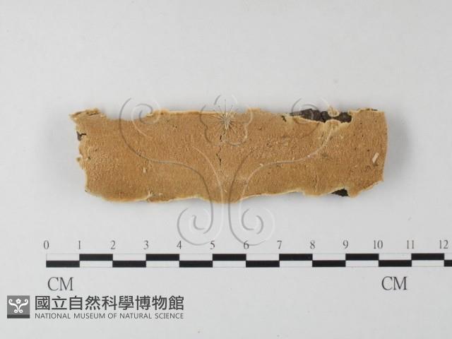 登錄號:F0004245藏品圖，第1張