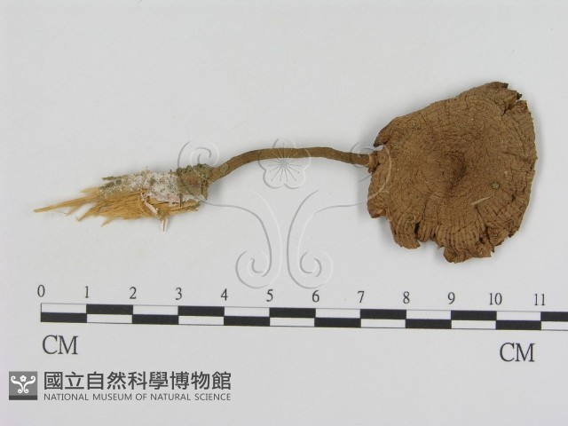 登錄號:F0014245藏品圖，第1張
