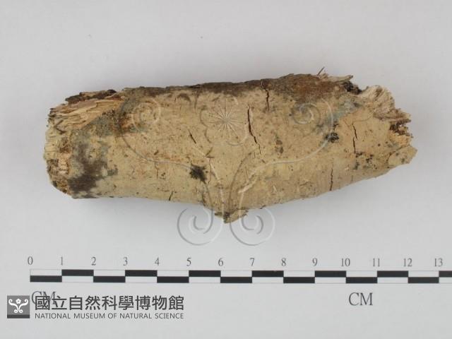 登錄號:F0022245藏品圖，第1張