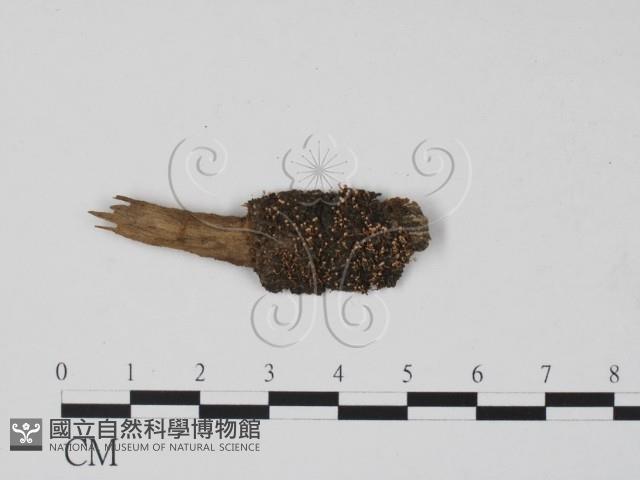 登錄號:F0012245藏品圖，第1張