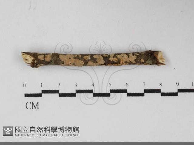 盤革菌屬藏品圖，第1張