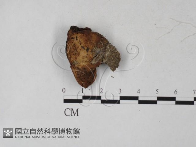 登錄號:F0027245藏品圖，第1張