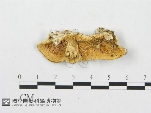 登錄號:F0007245藏品圖，第1張