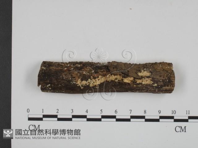 登錄號:F0009245藏品圖，第1張