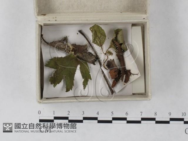 Accession Number:F0023245 Collection Image, Figure 1, Total 2 Figures