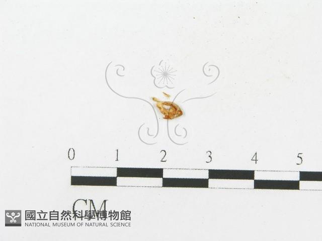 登錄號:F0013245藏品圖，第1張