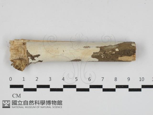 登錄號:F0033245藏品圖，第1張