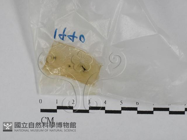 登錄號:F0028845藏品圖，第1張