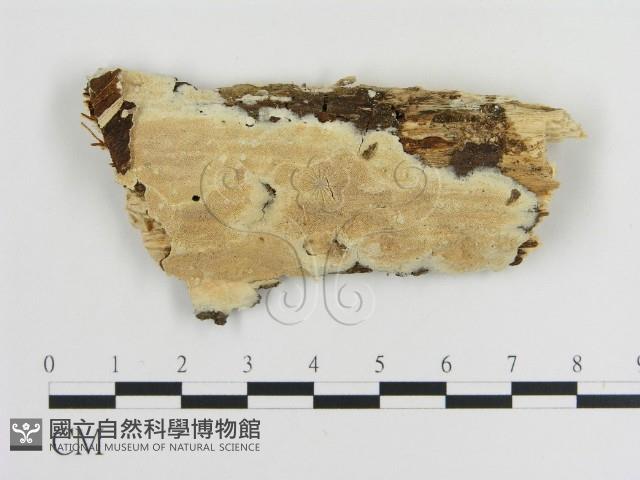 容氏菌屬藏品圖，第1張