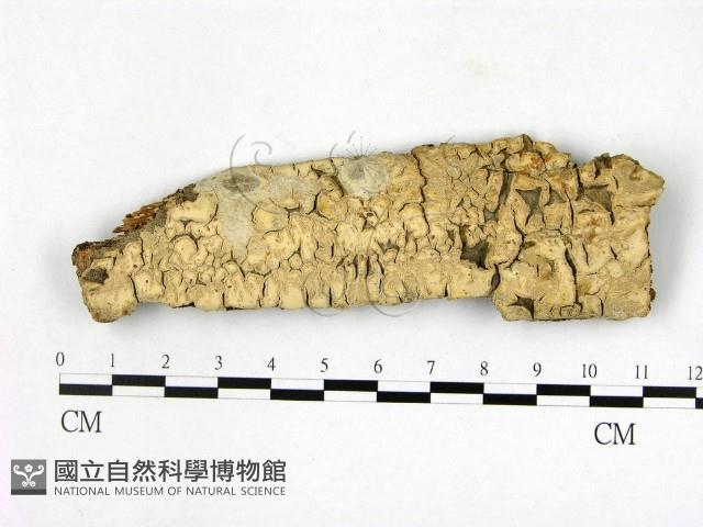 登錄號:F0020845藏品圖，第1張