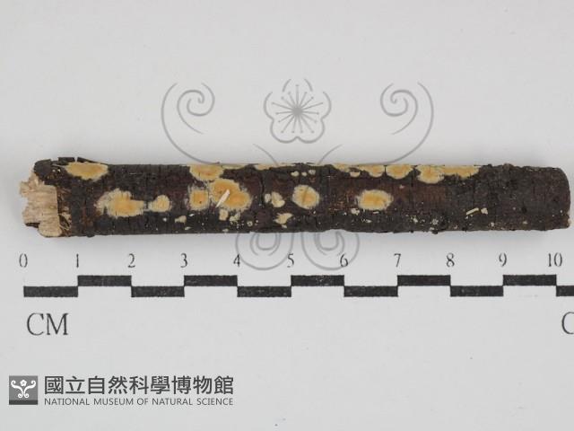 登錄號:F0030845藏品圖，第1張