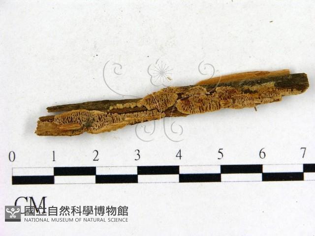 登錄號:F0006845藏品圖，第1張