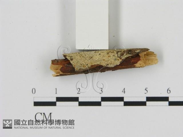 登錄號:F0016845藏品圖，第1張