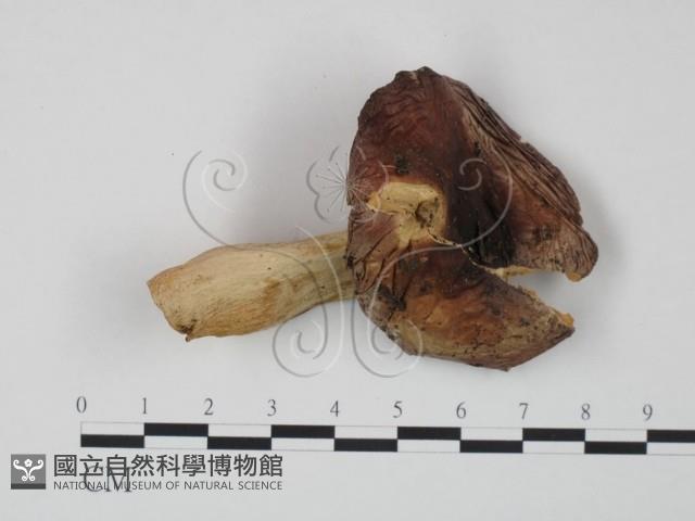 紅菇屬藏品圖，第1張
