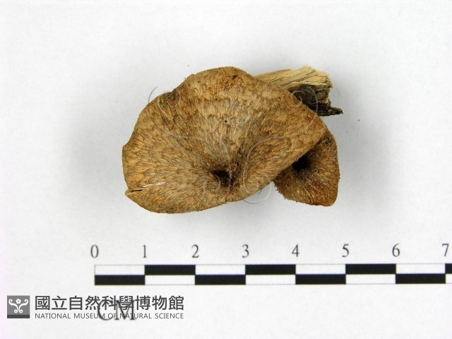 登錄號:F0001845藏品圖，第1張