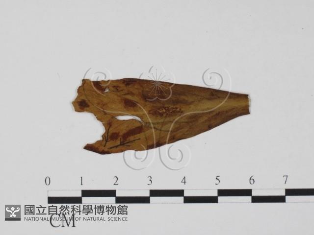 登錄號:F0011845藏品圖，第1張