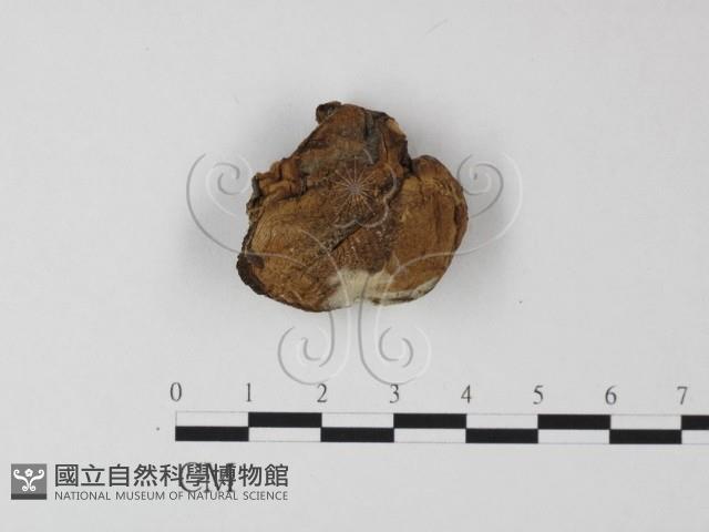 登錄號:F0004845藏品圖，第1張