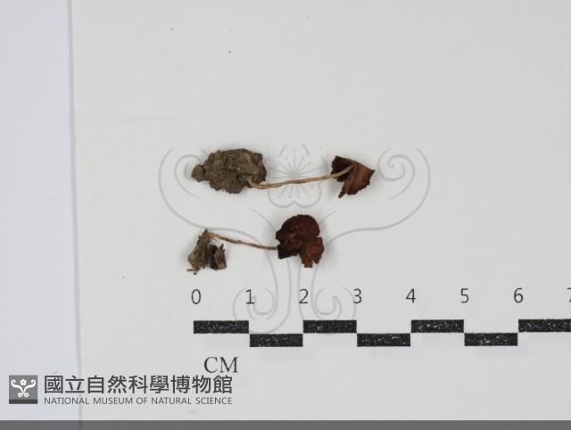 登錄號:F0034845藏品圖，第1張