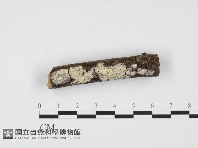 登錄號:F0002845藏品圖，第1張