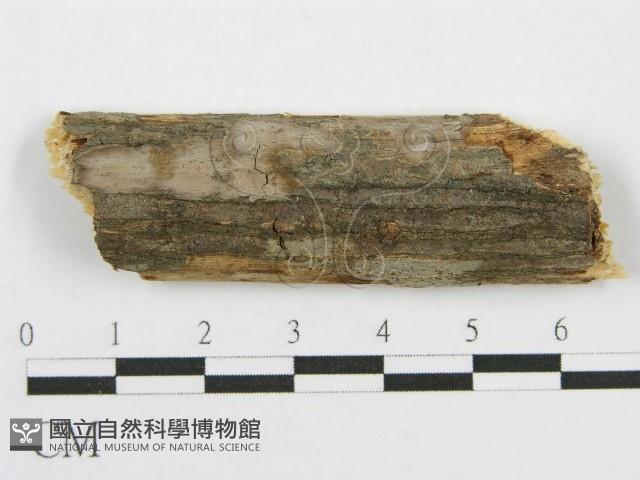 筍殼菌屬藏品圖，第1張