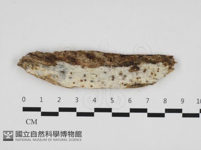 登錄號:F0032845藏品圖，第1張