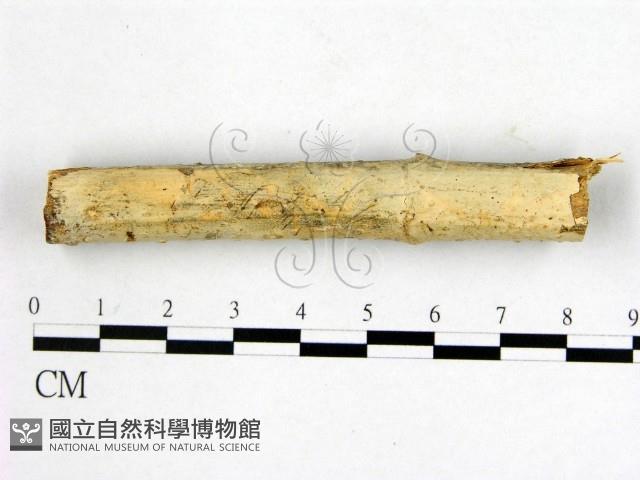 顯絲菌屬藏品圖，第1張