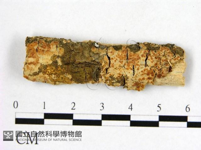 登錄號:F0017845藏品圖，第1張