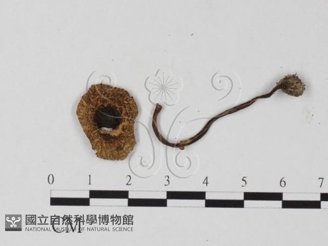 登錄號:F0025845藏品圖，第1張